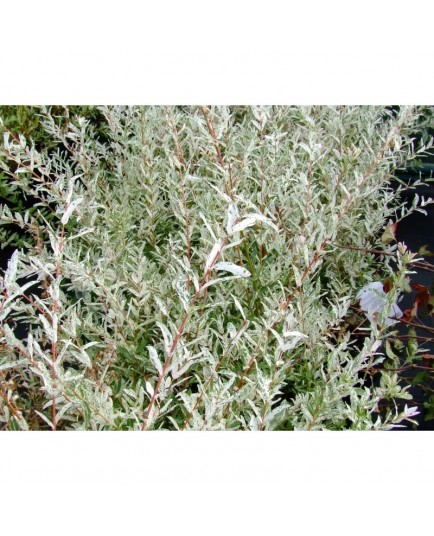 Salix integra 'Hakuro-nishiki' - Saule crevette