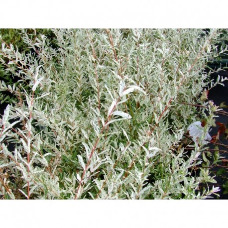 Salix integra 'Hakuro-nishiki' - Saule crevette