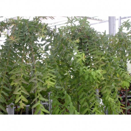 Salix integra 'Pendula' - saule japonais pleureur