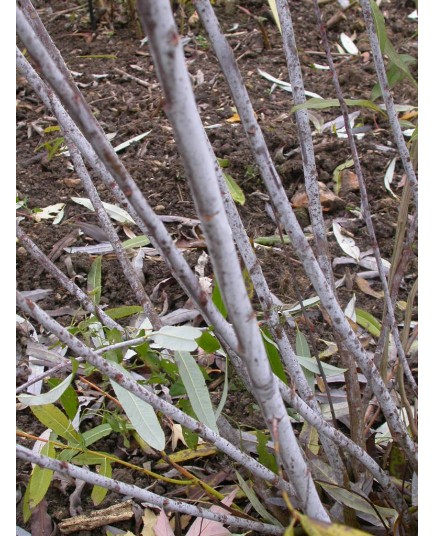 Salix irrorata - Saule à rameaux bleux