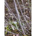Salix irrorata - Saule à rameaux bleux
