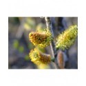 Salix irrorata - Saule à rameaux bleux