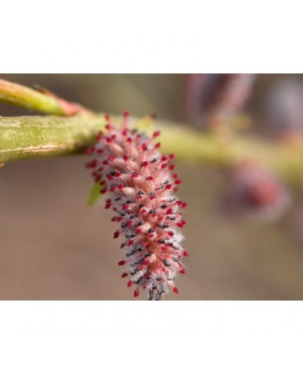 Salix koriyanagii - saule