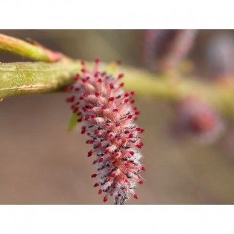 Salix koriyanagii - saule