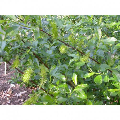 Salix laggeri - saule blanchâtre