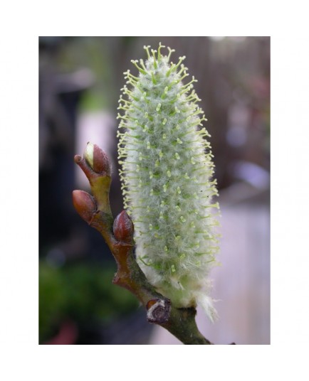 Salix lanata - Saule laineux