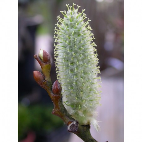 Salix lanata - Saule laineux