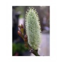 Salix lanata - Saule laineux