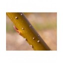Salix lapponum x viminalis