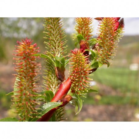 Salix longipes - Saule