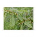 Salix longipes - Saule