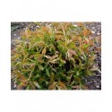 Salix longipes - Saule