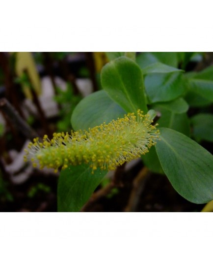 Salix lucida - saule luisant