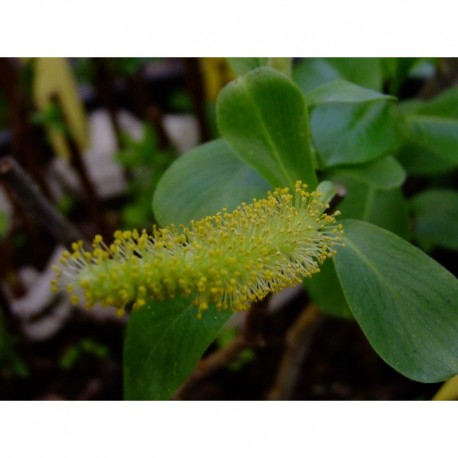 Salix lucida - saule luisant