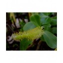 Salix lucida - saule luisant