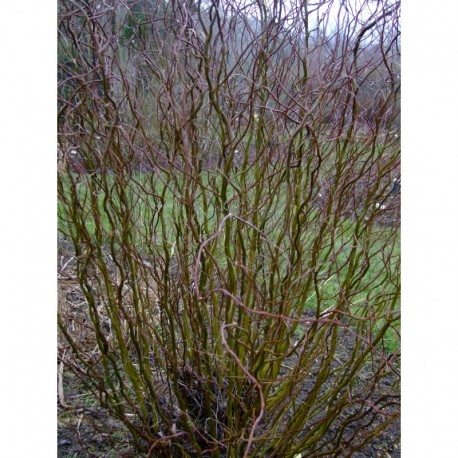 Salix matsudana 'Bijdorp' - Saule tortueux