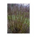 Salix matsudana 'Bijdorp' - Saule tortueux