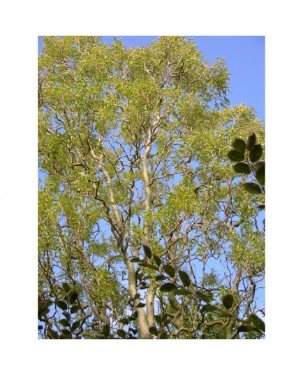 Salix matsudana 'Caradoc' - Saule tortueux