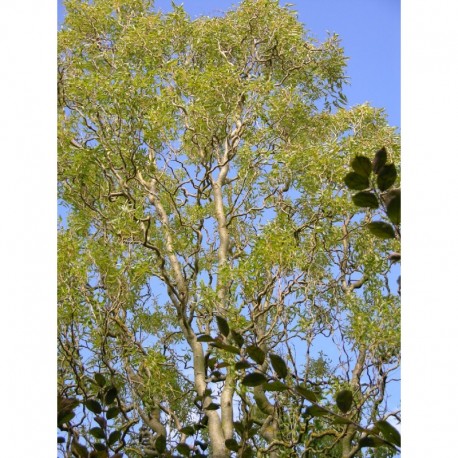 Salix matsudana 'Caradoc' - Saule tortueux