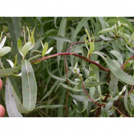 Salix matsudana 'Koten' - Saule tortueux
