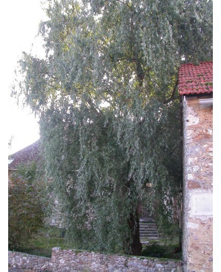 Salix matsudana 'Tortuosa' - Saule tortueux