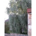 Salix matsudana 'Tortuosa' - Saule tortueux