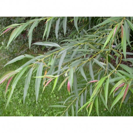 Salix medwedewii - Saule du Caucase