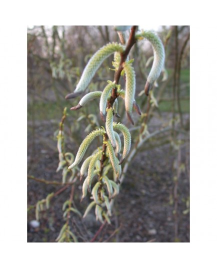 Salix miyabeana -Saule de Sapporo