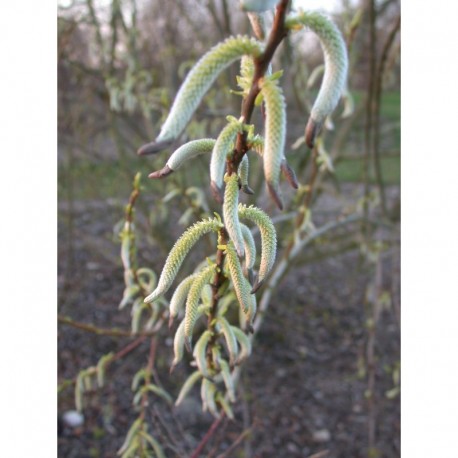 Salix miyabeana -Saule de Sapporo