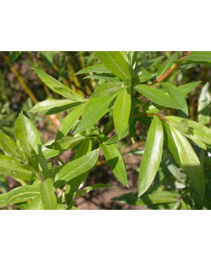 Salix mollissima var. hippophaefolia - Saule à feuille d'argousier