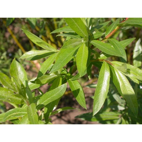 Salix mollissima var. hippophaefolia - Saule à feuille d'argousier