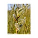 Salix mollissima var. hippophaefolia - Saule à feuille d'argousier