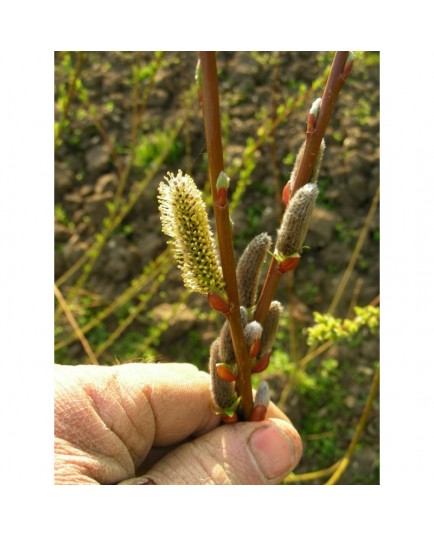 Salix mollissima x var. undulata -saule à feuille ondulée