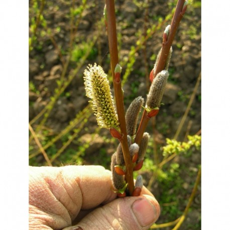 Salix mollissima x var. undulata -saule à feuille ondulée