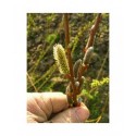 Salix mollissima x var. undulata -saule à feuille ondulée