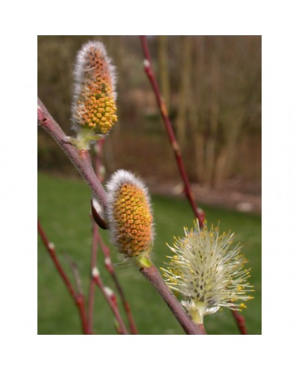 Salix muscina - saule