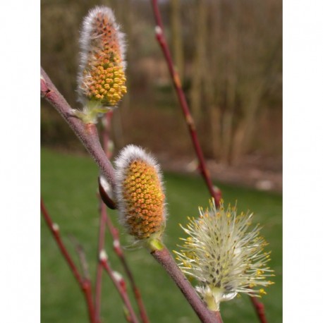 Salix muscina - saule