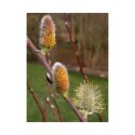 Salix muscina - saule