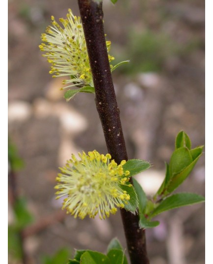 Salix myrsinifolia - Saule noircissant