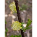 Salix myrsinifolia - Saule noircissant