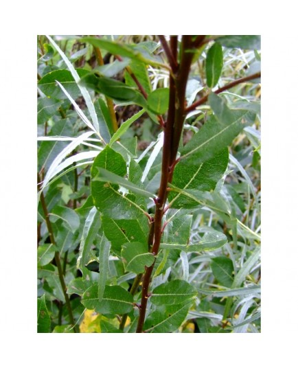 Salix myrsinifolia x waldsteiniana