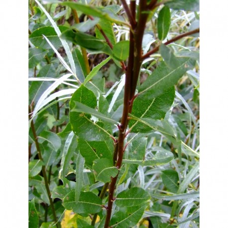 Salix myrsinifolia x waldsteiniana
