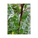 Salix myrsinifolia x waldsteiniana