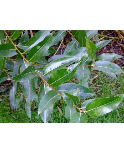 Salix pentandra - Saule à feuille de laurier, saule à cinq étamines