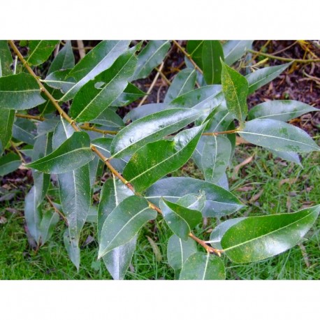 Salix pentandra - Saule à feuille de laurier, saule à cinq étamines