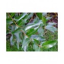 Salix pentandra - Saule à feuille de laurier, saule à cinq étamines