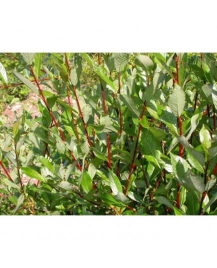 Salix phylicifolia 'à bois rouge' - saule à feuille de thé