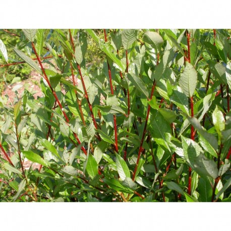 Salix phylicifolia 'à bois rouge' - saule à feuille de thé
