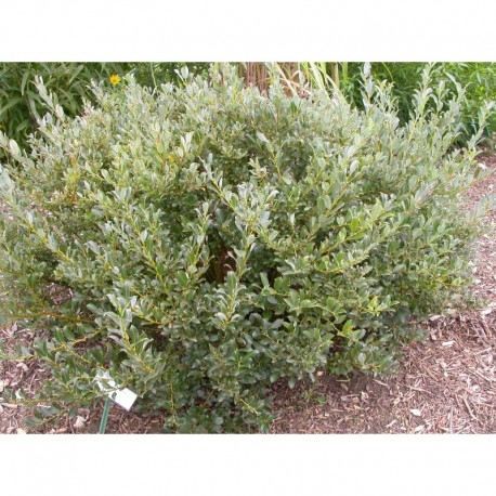 Salix phylicifolia - Saule à feuille de thé