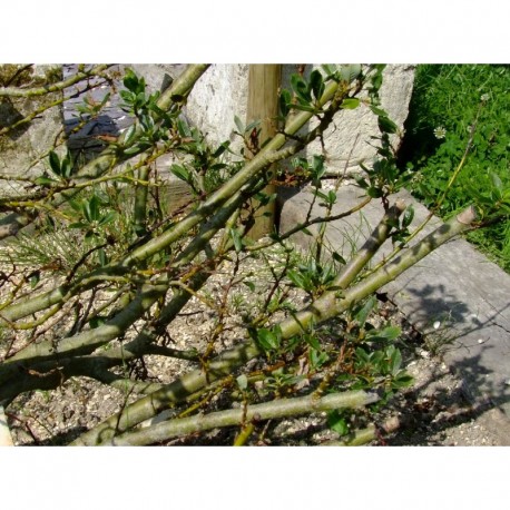 Salix phylicifolia x kitaibeliana 'Pendula'